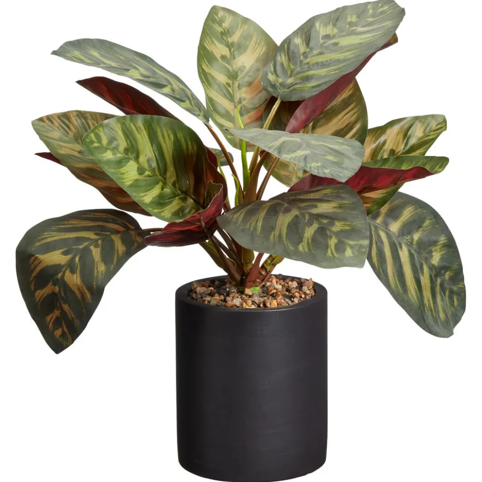Kunstplant Calathea Groen|Kwantum New